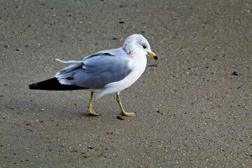Fototapeta premium seagull on the beach