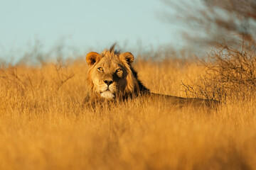 Big male African lion (Panthera leo) in early morning light, Kalahari desert, South Africa.