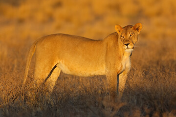 A lioness (Panthera leo) in natural habitat at sunrise, Kalahari desert, South Africa.