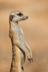Portrait of an alert meerkat (Suricata suricatta) standing on guard, Kalahari desert, South Africa.
