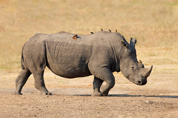 A white rhinoceros (Ceratotherium simum) with oxpecker birds, Kruger National Park, South Africa.