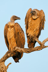 White-backed vultures (Gyps africanus) perched on a branch, Kruger National Park, South Africa.