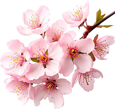 pink cherry bloosom flower,sakura flower isolated on white or transparent background,transparency 