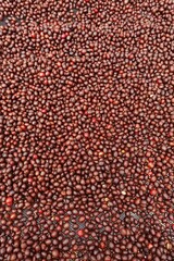 Coffee beans drying in the sun              