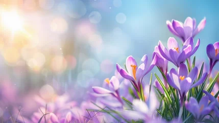 Gordijnen Natural autumn background with delicate lilac crocus flowers on blue sky banner © ND STOCK