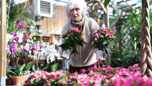 Mature woman customer-onlooker curiously examines showcase exhibition with indoor plant poinsettia. High quality 4k footage