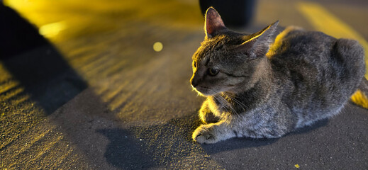 beautiful cute street cat with fluffy fur, a stray cat in the street