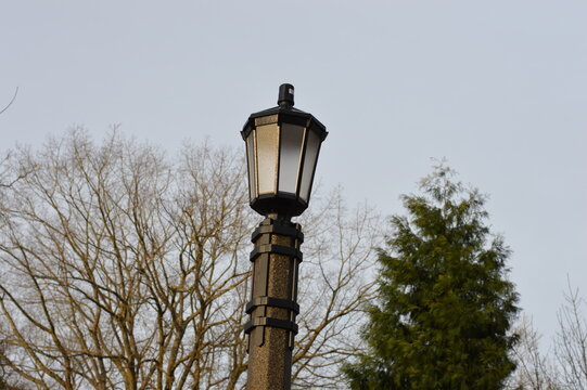 street city lamp in the park with tree branches in the background DSLR photo