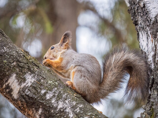 The squirrel with nut sits on tree in the autumn. Eurasian red squirrel, Sciurus vulgaris.