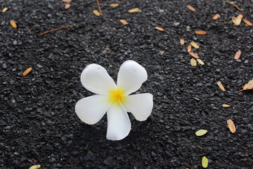 The white frangipani flower fall from the trees on the floor.