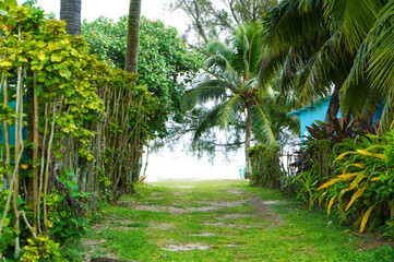 Obraz premium 海までの小道