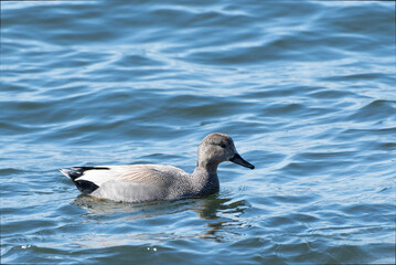 Gadwall male swimming
