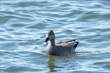 Gadwall male swimming