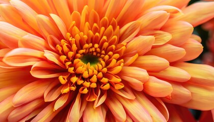 Orange chrysanthemum close-up. Autumn flower background