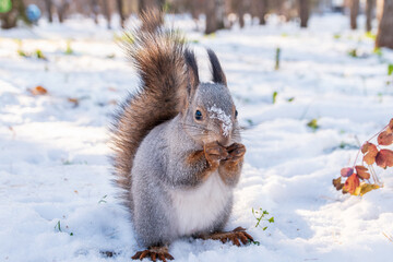 Fototapeta premium The squirrel in winter sits on white snow.