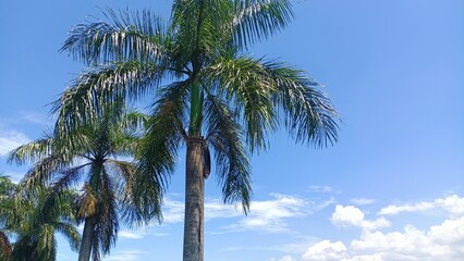 palm trees against blue sky