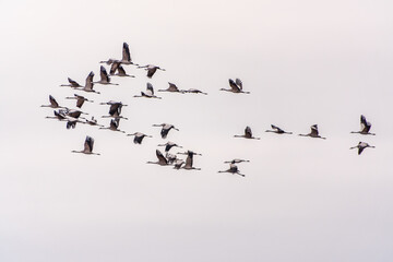 Flying cranes flock against blue sky