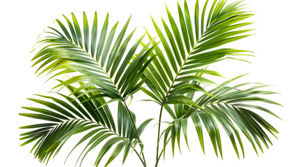 Fresh green palm leaves isolated, on transparent white background, text copy space