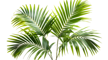 Fresh green palm leaves isolated, on transparent white background, text copy space