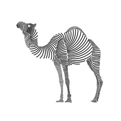 Fototapeta na wymiar Simple line art illustration of a camel 2