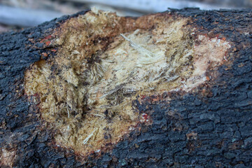 the fibrous surface of the bark of a piece of wood	
