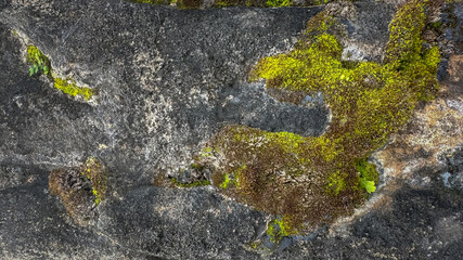 Green moss grows on rocks in dry summer