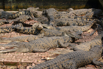 Crocodiles farm in Bangladesh in a summer day.Crocodiles in a crocodile farm in Naikkhongchari,...