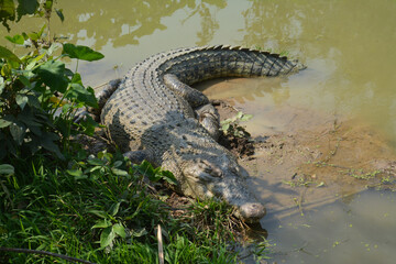 Crocodiles farm in Bangladesh in a summer day.Crocodiles in a crocodile farm in Naikkhongchari, Bandarban, Bangladesh