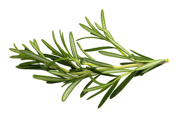 Rosemary leaf herbal is spices isolated on a transparent background
