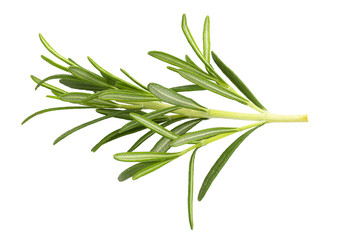 Rosemary leaf herbal is spices isolated on a transparent background