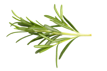 Rosemary leaf herbal is spices isolated on a transparent background