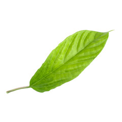 Green leaf isolated on alpha background