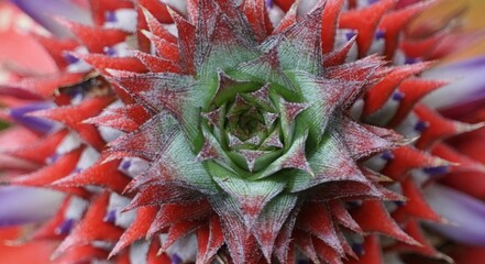 Flor da bromélia, abacaxi selvagem 