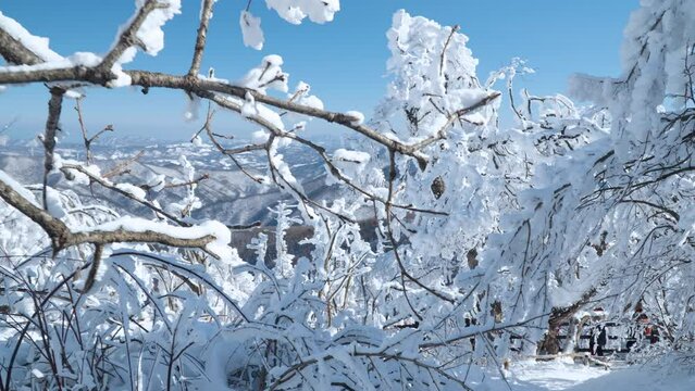 Snowcapped Forest Trees and HIkers Hiking at Balwangsan Mountain Mona Park Walking Through in Winter Wonderland, Pyeongchang-gun, Gangwon-do, South Korea - slow motion pull back
