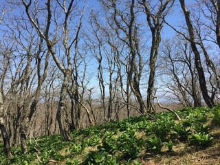晴れた春の日の御池岳の景色、風景