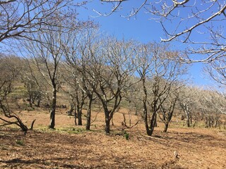 晴れた春の日の御池岳の景色、風景