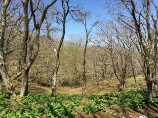 晴れた春の日の御池岳の景色、風景