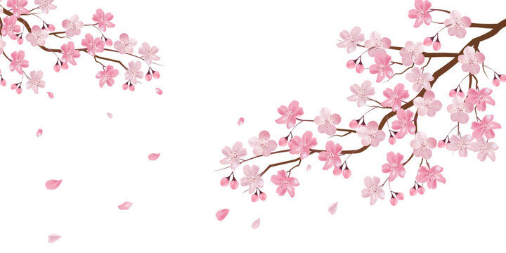 桜　春　花びら　背景	