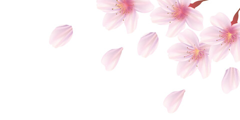 Fototapeta premium 桜 春 花びら 背景 