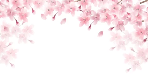  桜　春　花びら　背景  © J BOY