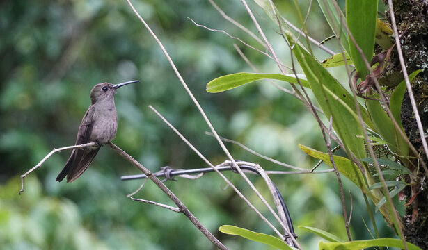 Beija-flor-cinza, beija-flor-cinzento ou colibri-cinzento, família Trochilidae. Encontrado apenas no  Brasil nas florestas sub-tropicais