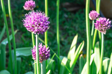 Blooming purple garlic on a background of green grass. Garlic for eating and cooking. Plants with a...