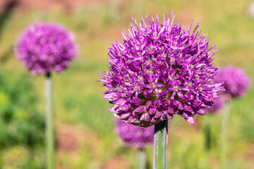 Fototapeta premium Blooming purple garlic on a background of green grass. Garlic for eating and cooking. Plants with a large amount of vitamins and nutrients for human health.