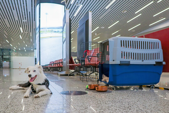 transportation of pets. traveler dog. Dog carriers for air travel. sat waiting for the plane. Moving with animals. live luggage at the airport. Safe travel with animals by plane or train.