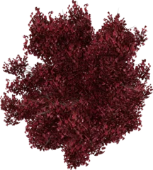 Foto op Plexiglas bush tree flower top view isolated on white background, 3d illustration, high resolution © GRASSS.H