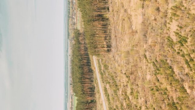 Aerial View Pine Forest Deforestation Area Landscape, Agriculrural Field and country road. Forest Near Field. Bird's Eye View. Drone Lapse Hyperlapse. 4K. Timelapse Dronelapse Hyperlapse Time Lapse.