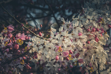 White and pink Kanlapaphruek flowers are blooming on trees.This flower blooms beautifully during the winter. Some people call it Kanlapaphruek, Prunus or Sakura in Thailand.