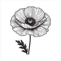Obraz premium poppy vector & illustration