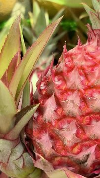 a girl touches a prickly red pineapple in a store with her finger, shows the prickliness Hawaii red pineapples