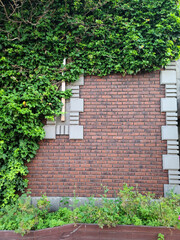 brick wall with ivy